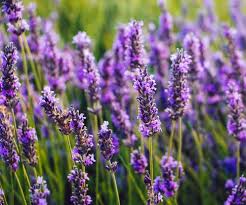 Threat popular relationship participant.